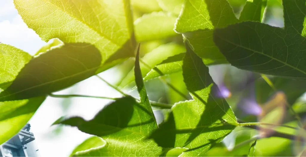 Leaves close up